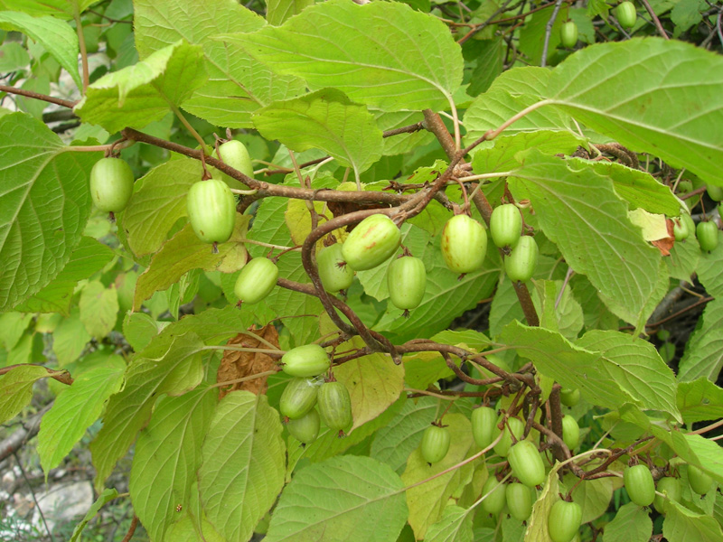 Изображение особи Actinidia kolomikta.