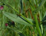 Cynoglossum officinale. Часть побега. Украина, Донецкая обл., Артёмовский р-н, окр. с. Дроновка. 10.05.2012.