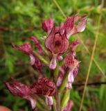 Orchis purpurea. Верхушка соцветия (у цветков отсутствует губа). Испания, Страна Басков, провинция Алаба, Гарайо, берег водохранилища. Середина мая 2012 г.