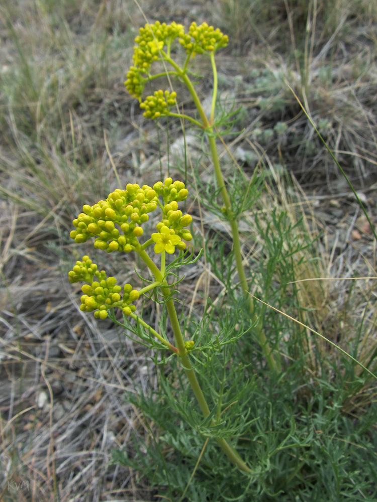 Image of Patrinia intermedia specimen.