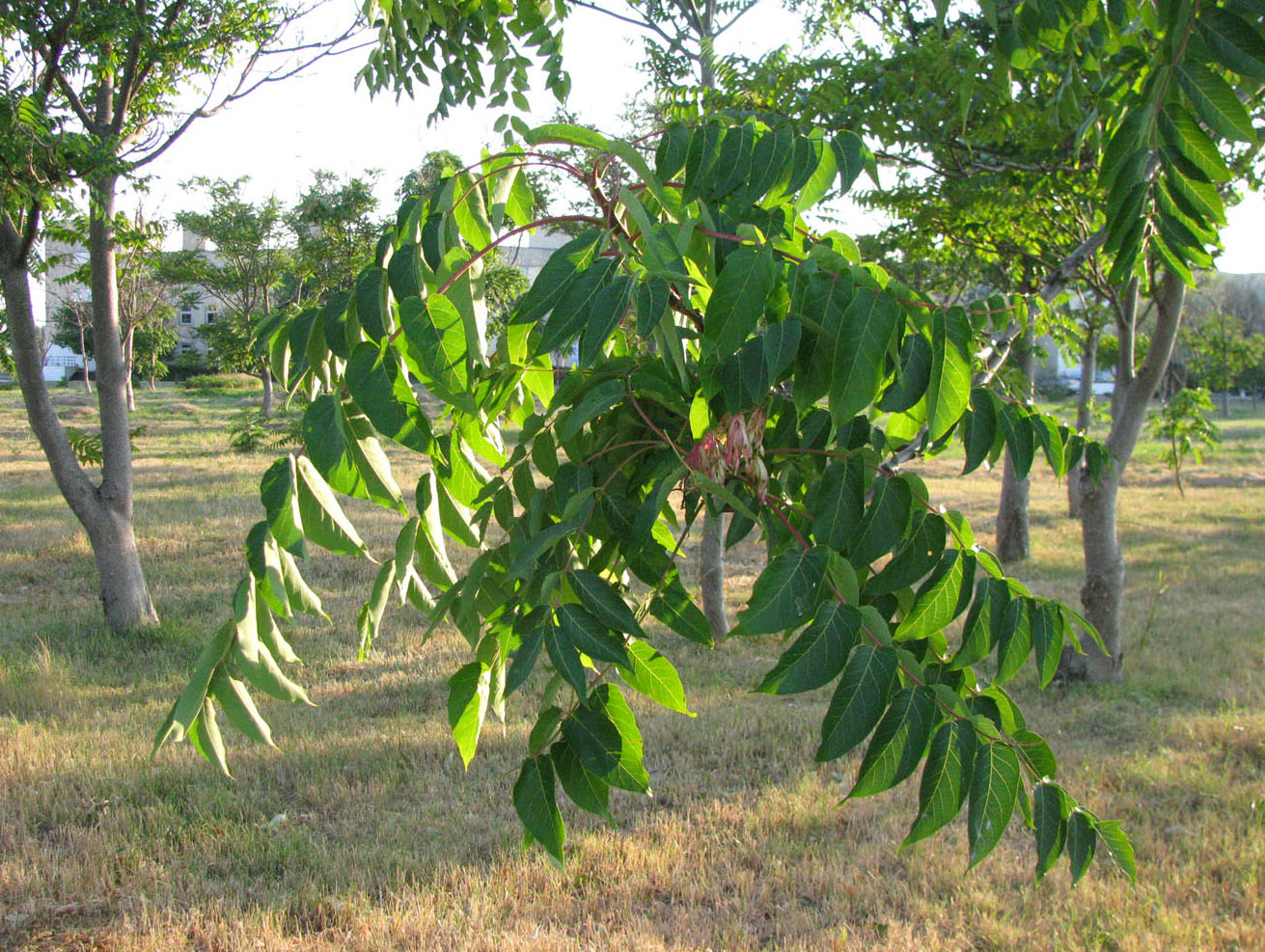 Изображение особи Ailanthus altissima.