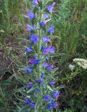 Echium vulgare. Средняя часть побега с соцветиями. Казахстан, Восточно-Казахстанская область; Западный Алтай, скл. Ульбинского хребта, окр. с. Ушановское. 06.06.2012.