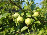 Malus sylvestris