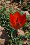 Tulipa kolpakowskiana Regel × Tulipa ostrowskiana