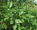 Salix myrsinifolia