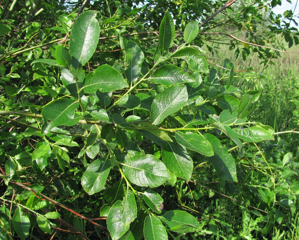 Image of Salix myrsinifolia specimen.