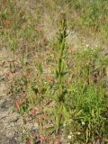 Oenothera rubricaulis