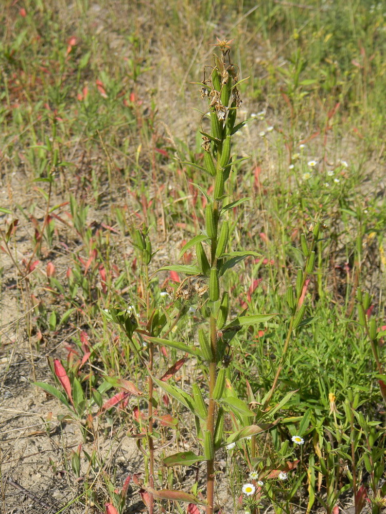 Image of Oenothera rubricaulis specimen.