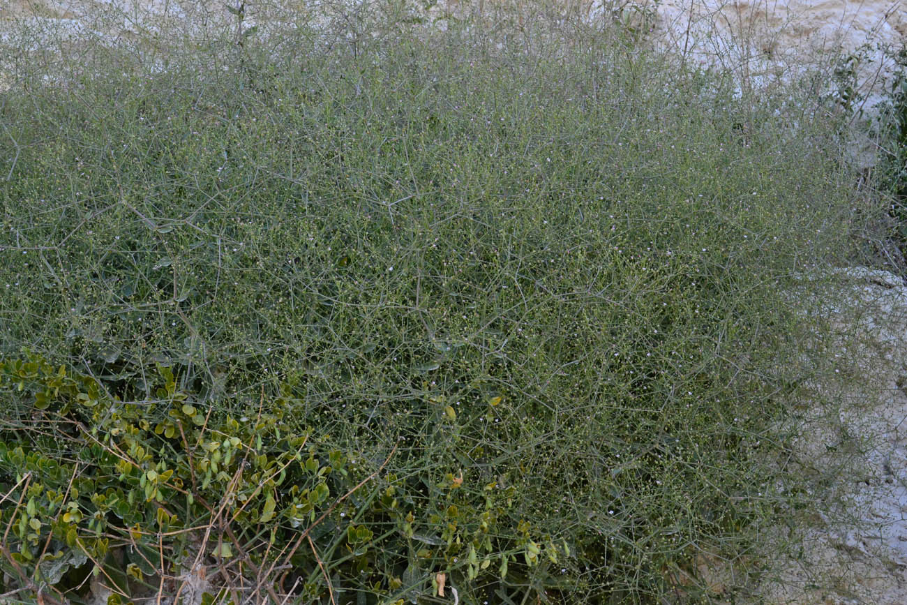 Image of Gypsophila perfoliata specimen.