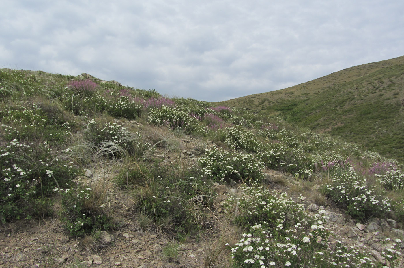 Image of Spiraea trilobata specimen.