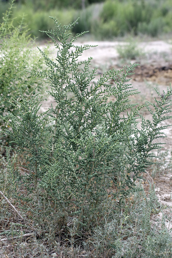 Изображение особи семейство Chenopodiaceae.