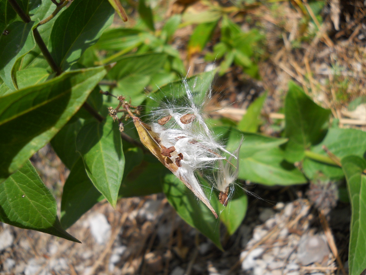 Image of genus Vincetoxicum specimen.