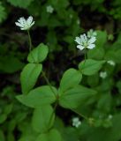 Pseudostellaria japonica
