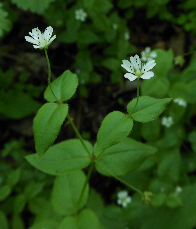 Image of Pseudostellaria japonica specimen.