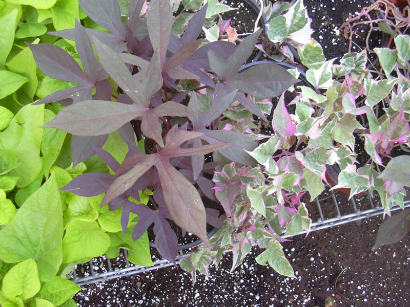 Image of Ipomoea batatas specimen.
