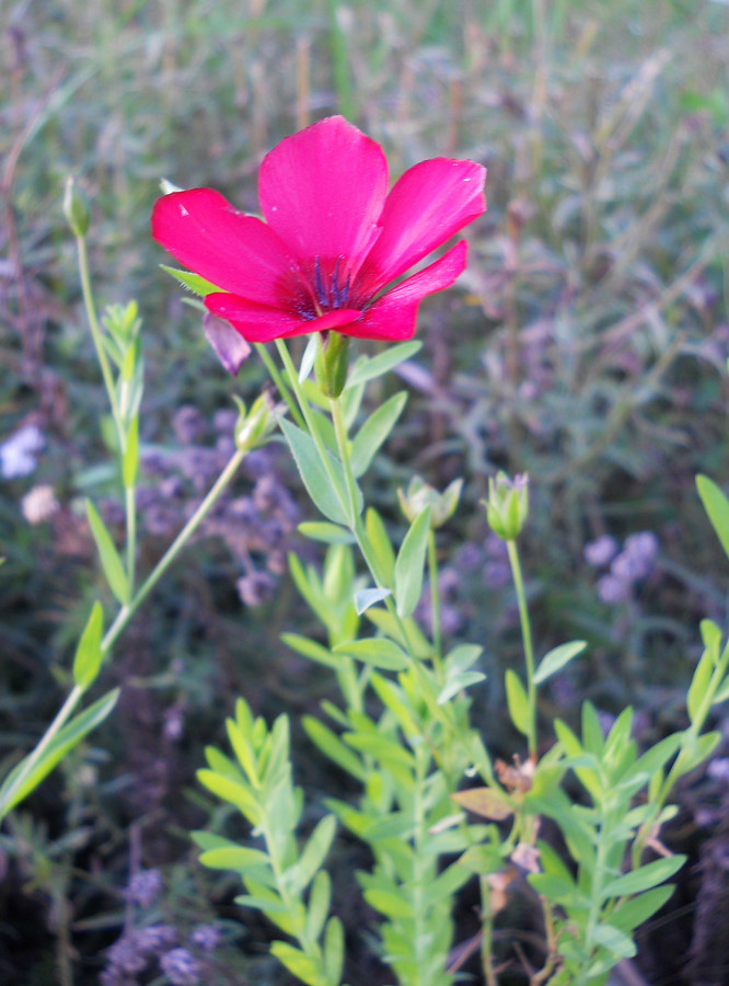 Image of Linum grandiflorum specimen.