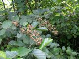 Rubus sanctus