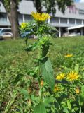 Inula britannica. Верхушка цветущего растения. Москва. 14.07.2012.