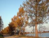 Larix sibirica. Деревья с желтеющей хвоей осенью. Ленинградская обл., окр. пос. Низино. Октябрь 2005 г.