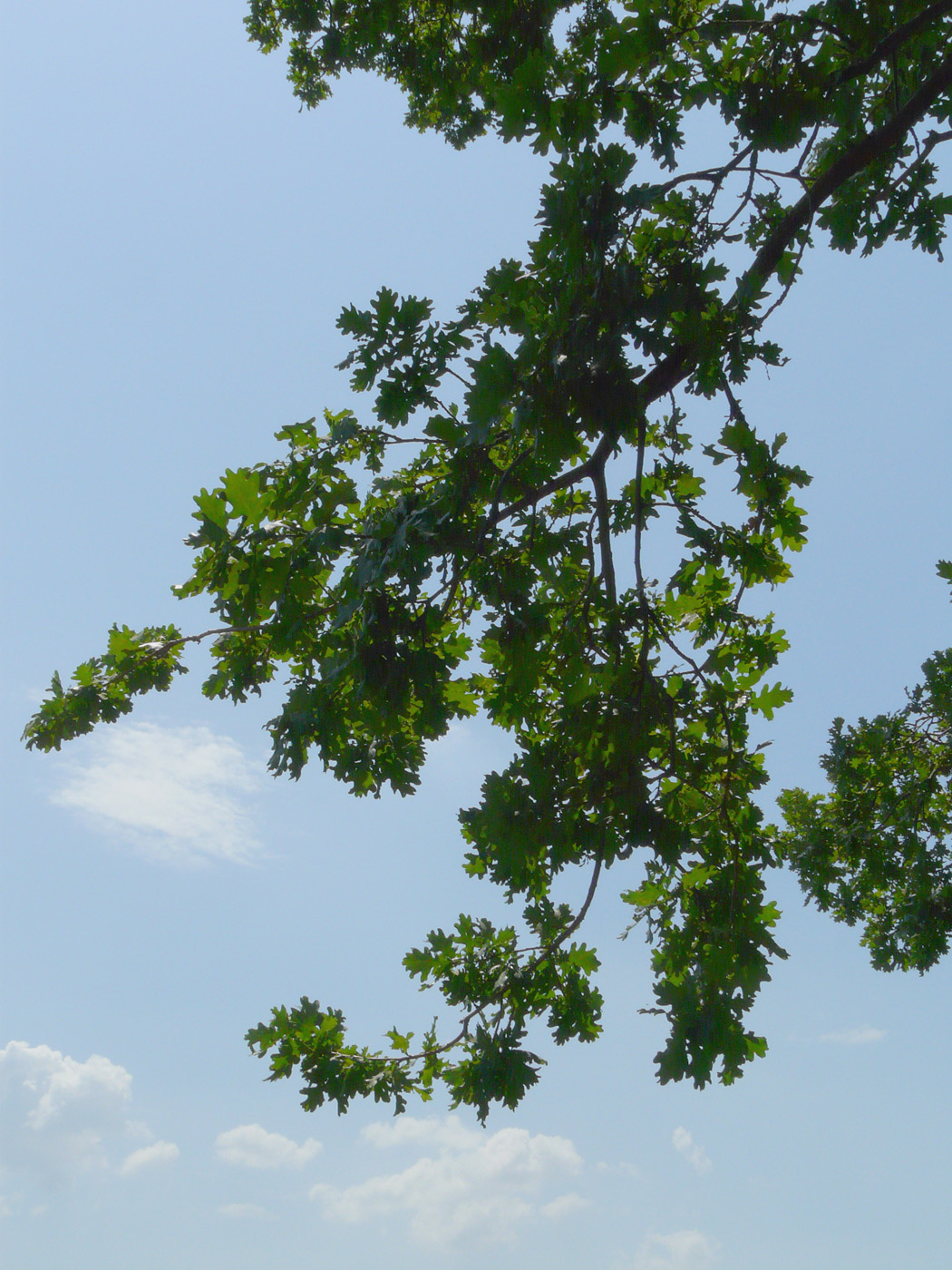 Image of Quercus robur specimen.