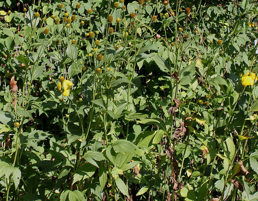 Изображение особи Rudbeckia laciniata.