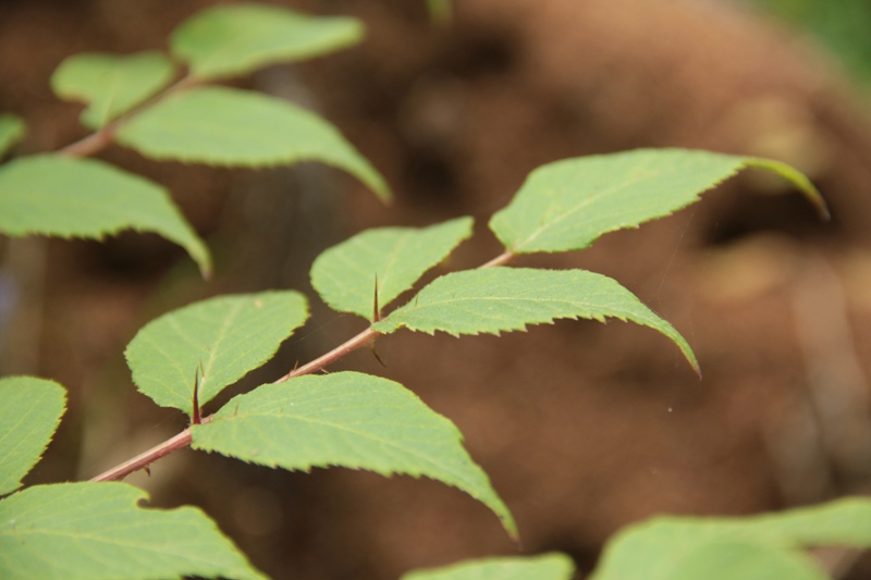 Image of Aralia elata specimen.