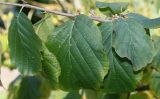 Hamamelis virginiana