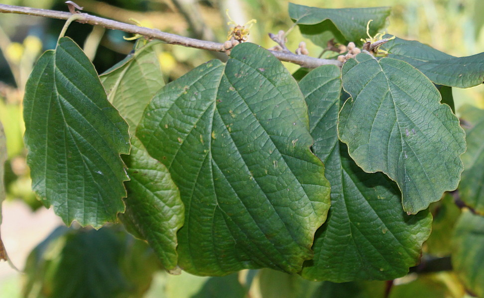 Изображение особи Hamamelis virginiana.