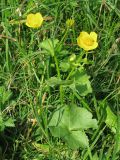 Caltha palustris