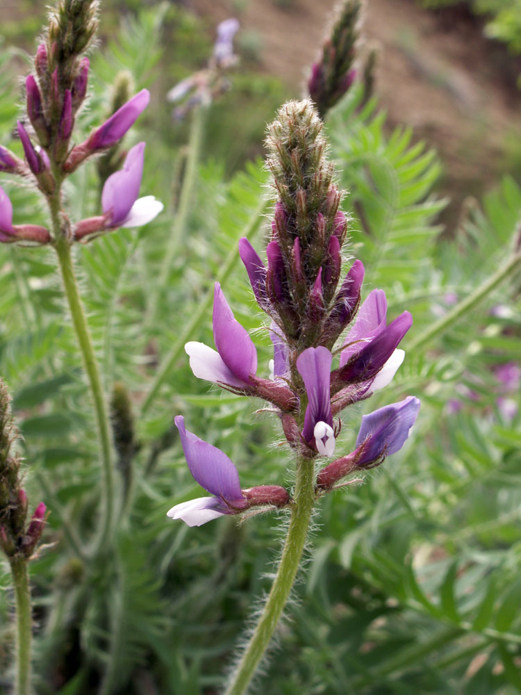 Изображение особи Oxytropis ferganensis.