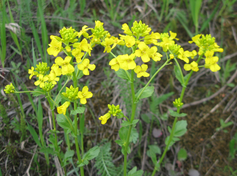 Image of Barbarea arcuata specimen.