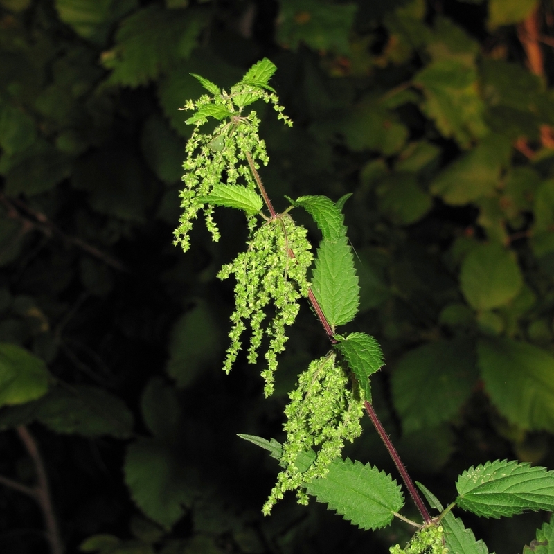 Изображение особи Urtica dioica.