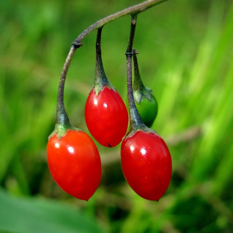 Image of Solanum dulcamara specimen.