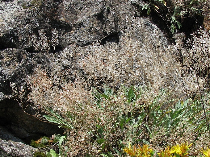 Image of Aurinia saxatilis specimen.