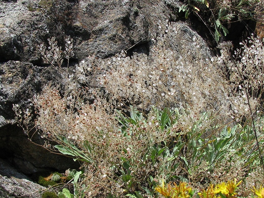 Изображение особи Aurinia saxatilis.