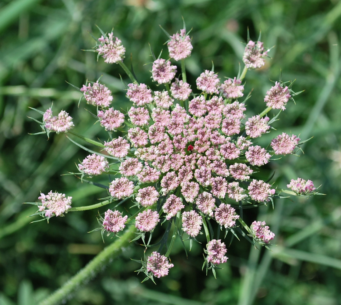Image of Daucus carota specimen.