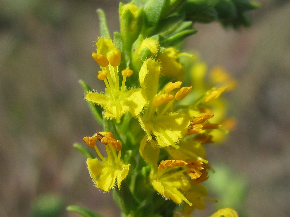 Image of Orthanthella lutea specimen.