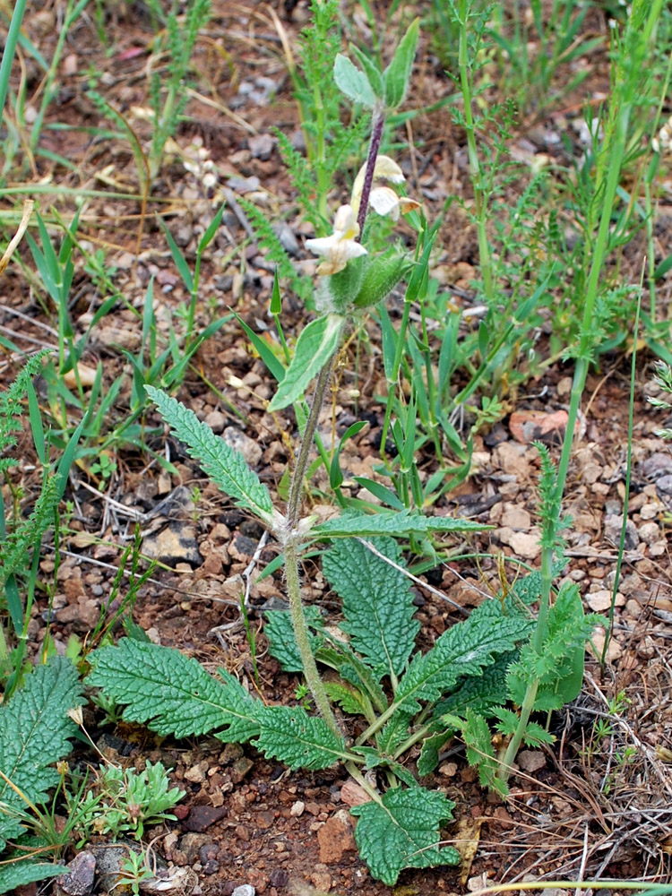 Image of Phlomoides labiosa specimen.