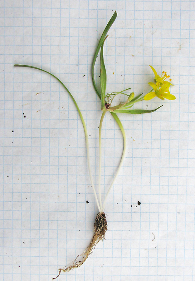 Image of Gagea dubia specimen.
