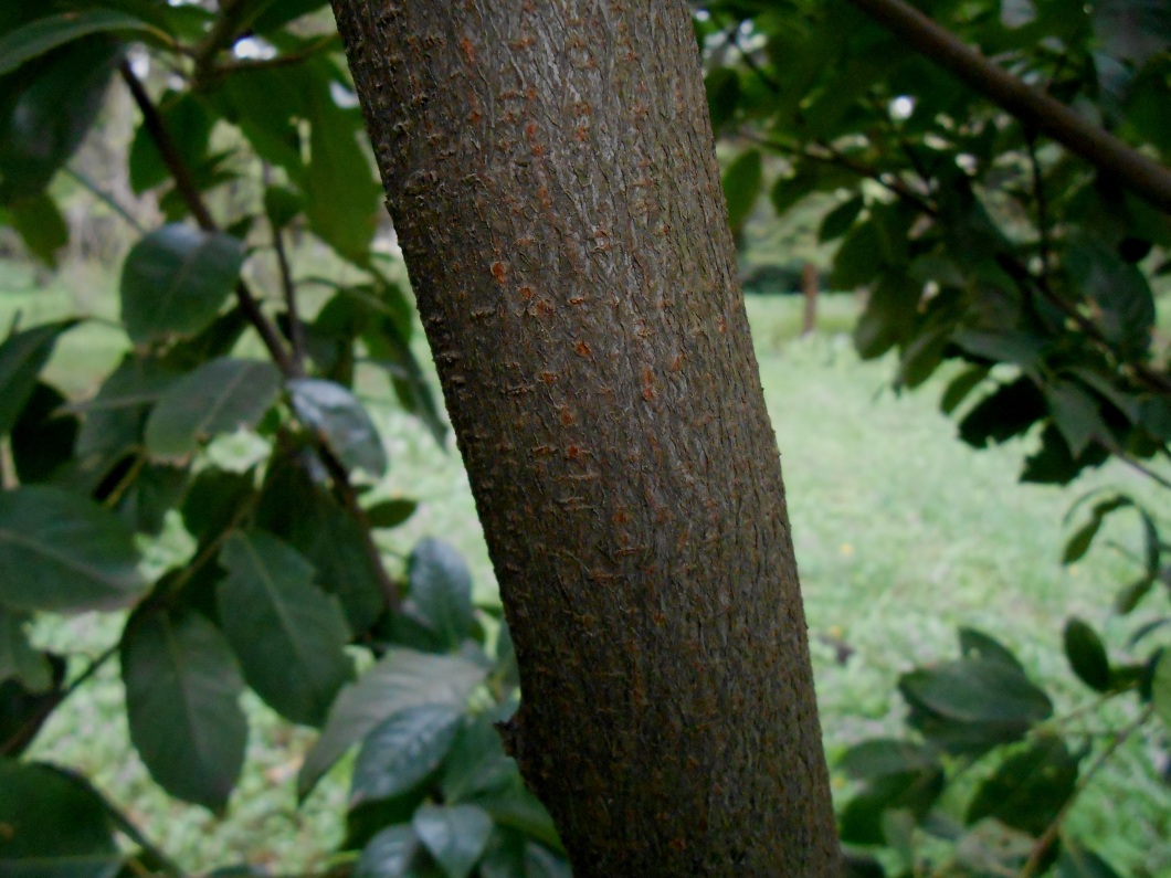 Image of Lauro-cerasus officinalis specimen.