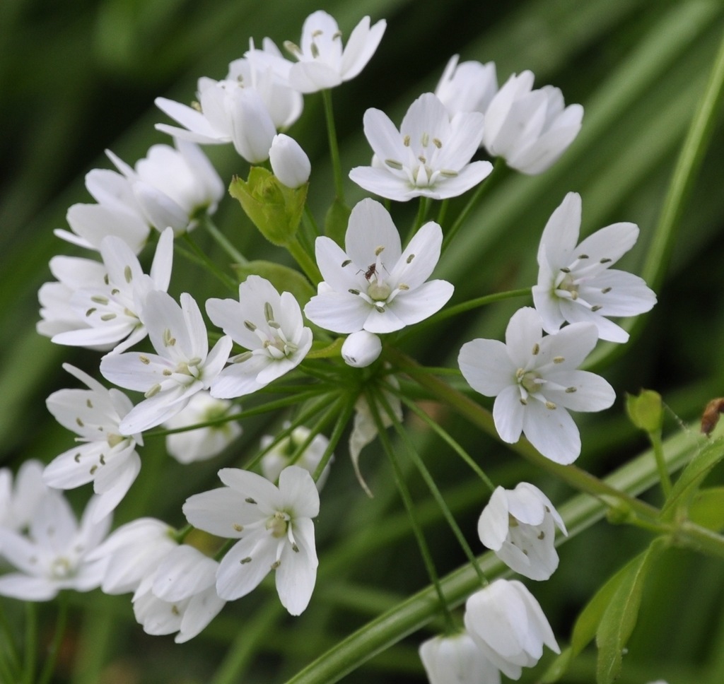 Изображение особи Allium neapolitanum.