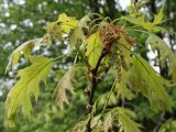 Quercus rubra. Ветвь с соцветиями. Белгородская обл., \"Лес на Ворскле\", дендрарий. 09.05.2009.