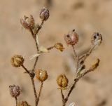 Spergularia diandra