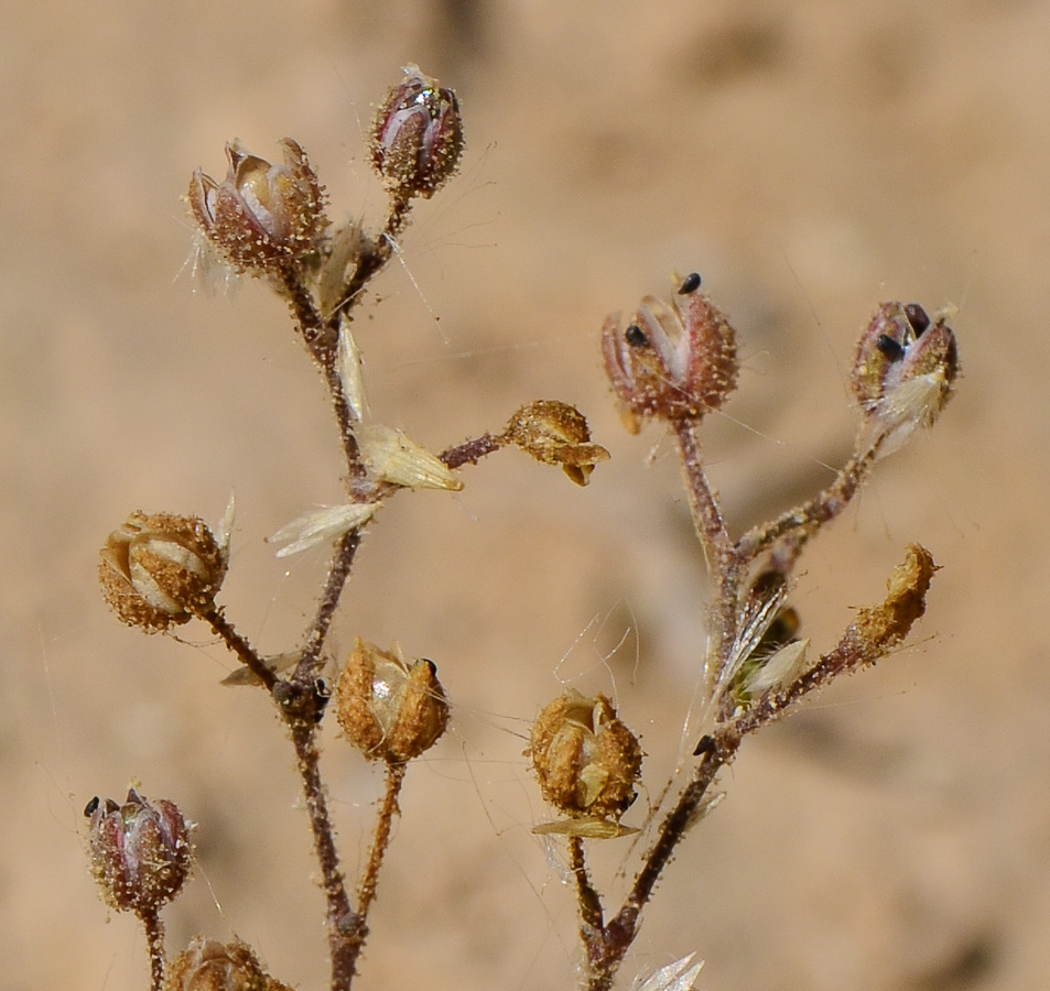 Image of Spergularia diandra specimen.