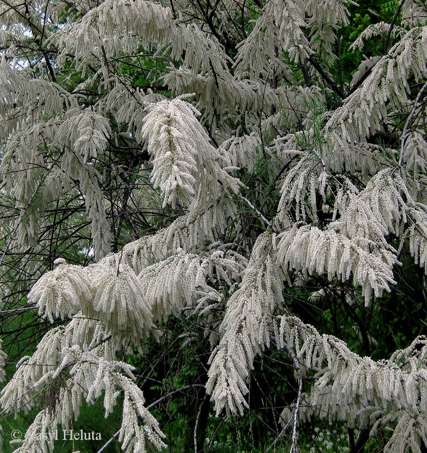 Изображение особи Tamarix gracilis.