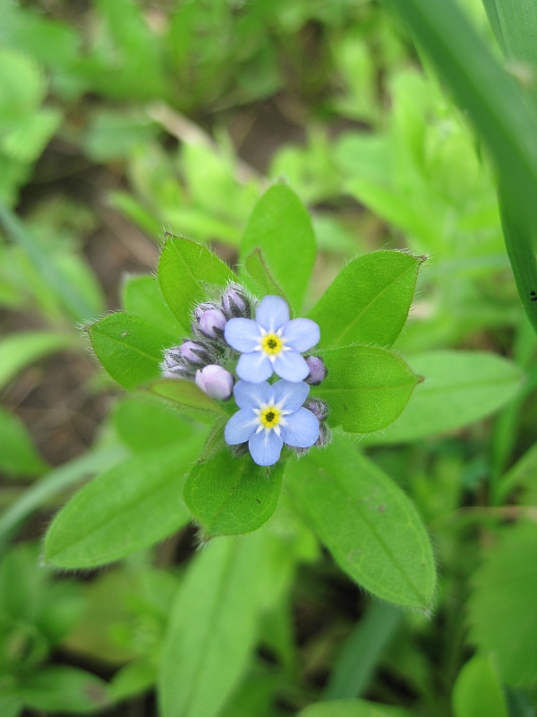 Image of Myosotis sylvatica specimen.