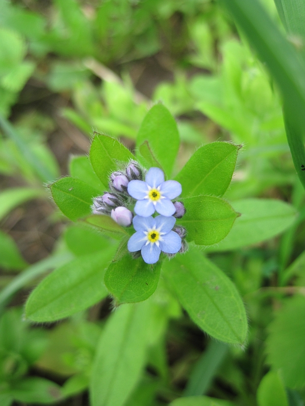 Изображение особи Myosotis sylvatica.