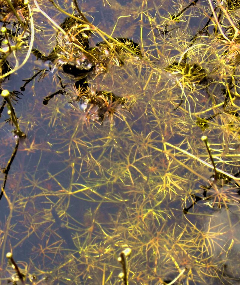 Image of Ranunculus gmelinii specimen.