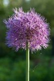 Allium stipitatum. Верхушка побега с соцветием. Ленинградская обл., Ломоносовский р-н, дер. Дубки, в культуре. 06.06.2013.