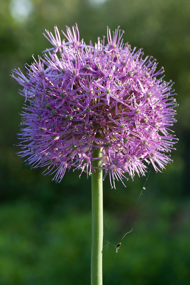 Изображение особи Allium stipitatum.